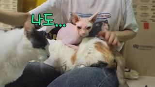 주인 없는 고양이.