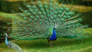 Why Peacocks Dance: A Story of Elegance and Survival!