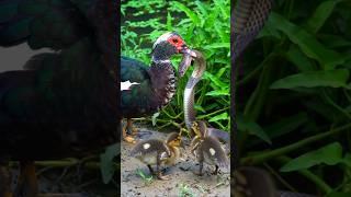 The muscovy duck caught a big snake p1