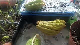 chayote seeding UK 佛手瓜播种，自留瓜失败，后续生长持续更新，英国种植笔记，喜欢关注，谢谢