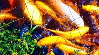 FEEDING CRAZY KOI IN MUD POND | FISH FAMILY COMUNITY, NATURAL WATER HABITAT, SELLING YELLOW CARP