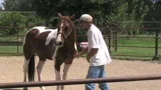 Gentle gaited trail horse in the round pen, buy a gaited horse for sale, training a foxtrotter