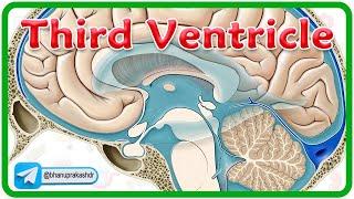 Third Ventricle Anatomy Animation ( Location, Recesses, Communications & Boundaries ) / Neuroanatomy