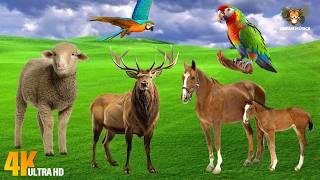 Cute Animal Moments: Horse, Otter, Oryx, Bison, Sheep, Parrot - Animal Videos