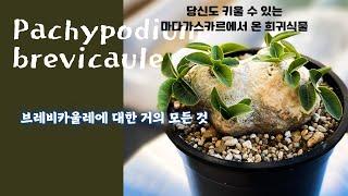 괴근식물 / 몰라서 안키우는 사람은 있어도 알면서 안키우는 사람은 없는 Caudex 계의 아이콘 Pachypodium brevicaule / 희귀 식물 키우기