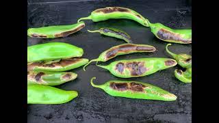 Guizeppi hatch mild green peppers - Seed of the week, Nov 23-30, 2024 @PepperFarming4FunOnline