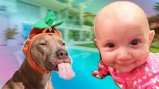 Собаки и дети, лучшие друзья | Часть 5 | Dogs and Baby, the best video