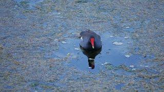 Green Cay Wetlands