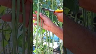 How to grow long bean from seed to harvest