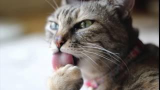 FREE SOUND EFFECTS: Cat Licking 1