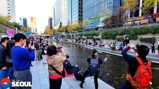 외국인들의 관심을 독차지한 청계천 왜가리 Cheonggyecheon Stream •[4k] Seoul, Korea