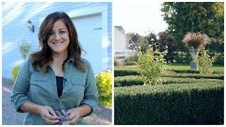 Replanting My White Chiffon Rose of Sharon // Garden Answer