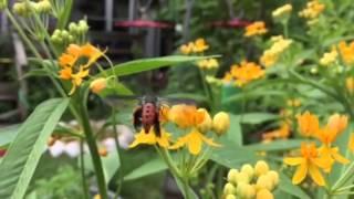 Squash Vine Borer Nectaring (Melittia cucurbitae)