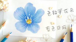 色鉛筆花朵 藍色亞麻花 Colored pencil flower Linum perenne Perennial Flax