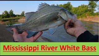 White Bass on the Mississippi River