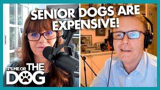 Is Surgery On Senior Dogs Really Worth It? | Positively Dog Training Podcast