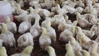 Day 13(1week 6days broilers) raising 1,000 broilers for 6weeks-How to measure the quantity of water.