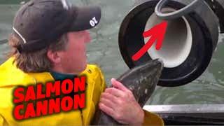 The Salmon Cannon: Revolutionary Tech Helping Fish and Saving Orcas