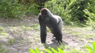 Western Lowland Gorillas