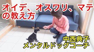 【犬 しつけ】これ３つでハッピーに暮らせる!オイデ、オスワリ、マテ