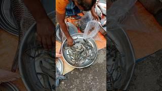 Wonderful Chingri Fishing Video in Bangladesh  || Local  Fish Market  Part (183) #shorts