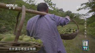 藏在大山里的野生坚果——山核桃 生长在树上 采摘还需要爬上树用竹竿敲打果子《四季流转年夜饭》第2集【CCTV纪录】