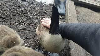 Stroking wild Canada geese.