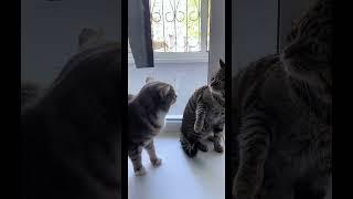 #cat #веселыекоты #марсик #тимоша 