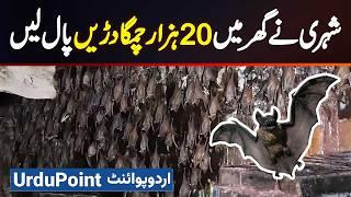 Pakistani Jis Ne Ghar Mein 20000 Chamgadarain Paal Li - Bats Flying In House