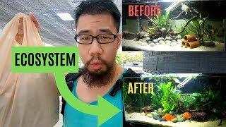 Building an ECOSYSTEM aquarium