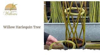 Creating a living willow harlequin tree - Musgrove Willows