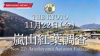 [Breaking News] The autumn leaves situation in Arashiyama on Friday, November 22