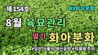 화아분화 된 건강한 자묘생산 _ BVB유로팜 딸기 College 제 154호_딸기교육