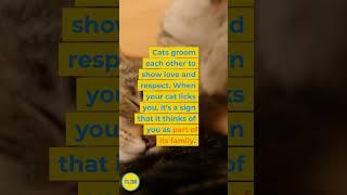 Why does my cat lick me?