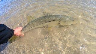 How to catch Snook and Trout (beach fishing florida)