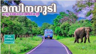 മസിനഗുടി ഒരു മഞ്ഞുകാലത്ത് Masinagudi Elephant Safari By Jithin Hridayaragam