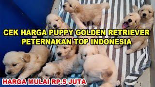 Cek Harga Puppy Golden Retriever Kennel Top Indonesia Golden Heaven Kennel - Harga Mulai Rp.5 Juta