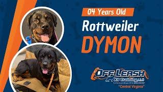(Dymon) 4YO Rottweiler | Dog Training Richmond, VA