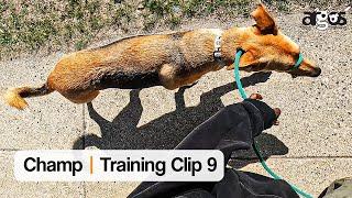 Champ's Leash Walking Progress 1 Week Later | Clip 9