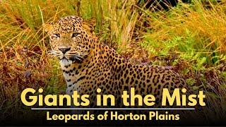 Giants in the Mist - Leopards of Horton Plains