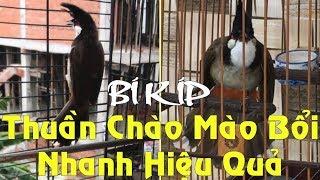 Cách thuần chim Chào Mào Bổi nhanh và hiệu quả nhất