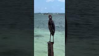 A Reddish Egret! #shorts #short #shortvideo