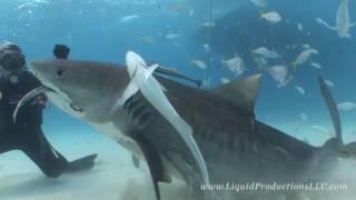 Tiger Sharks of Tiger Beach