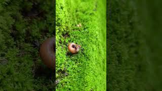 baby snail #shorts #short #tranding #ytshorts #youtubeshorts #snail #usa