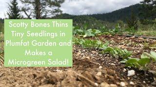 Scotty Bones Thins Seedlings in Plumfat Garden and Makes A Mircrogreen and Watercress Salad!