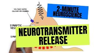 2-Minute Neuroscience: Neurotransmitter Release