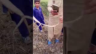 Snake killing at village