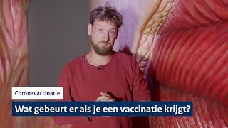 Wat gebeurt er in je lichaam als je een vaccinatie krijgt? | Coronavaccinatie