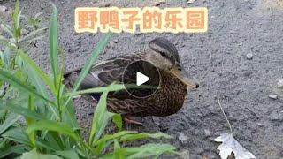 野鸭子的乐园 #睡前小故事 #大自然 #大自然的馈赠 #分享