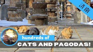 ANCIENT PAGODAS and HUNDREDS of CATS! - Shandong, China.